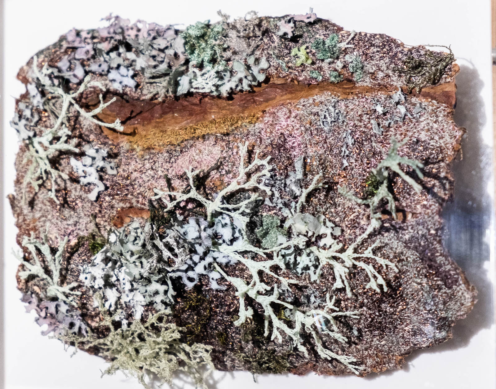 Forest floor reproduction 2